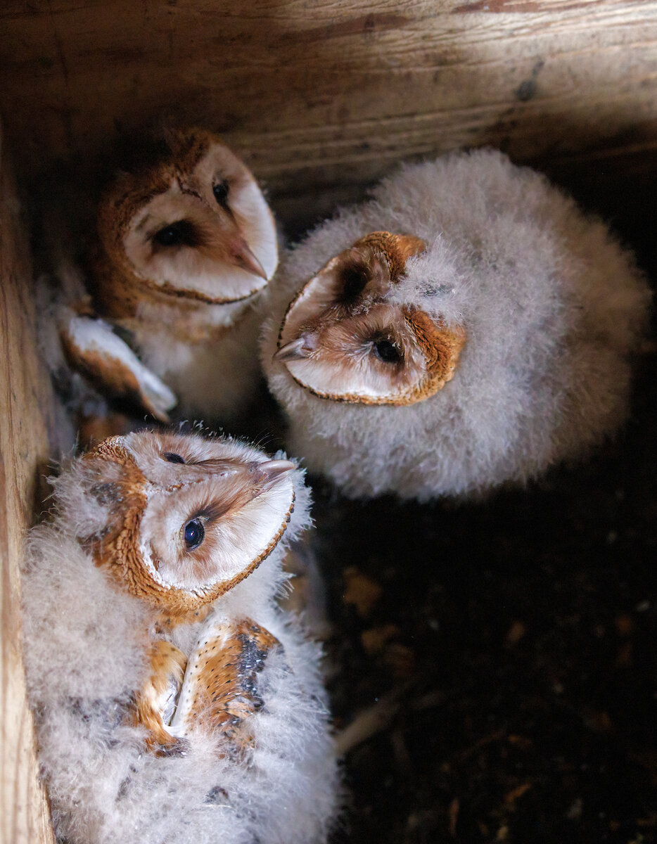 【廃盤品】 Birds Barn owl 親 North Carolina baby barn owls receiving worldwide attention